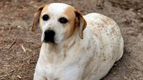 Είμαι η Μπανάνα, θα κάνουμε μια συμφωνία; Δεν ακούει πολύ καλά, πρέπει να μιλήσετε δυνατά