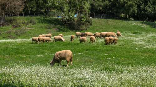 Ευλογιά των προβάτων: Νέα μέτρα έως τις 15 Νοεμβρίου - Εμφανίστηκαν κι άλλα κρούσματα