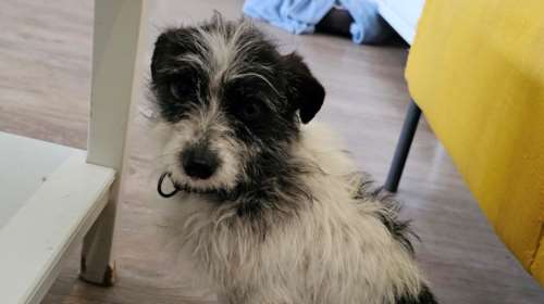 Σώστε ένα αδεσποτάκι: Κοιτάξτε να σας δείξω πώς είναι το σωστό το &quot;lap dog&quot;