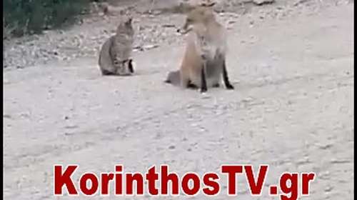Αχώριστες φίλες μία γάτα και αλεπού στο Λουτράκι [βίντεο]