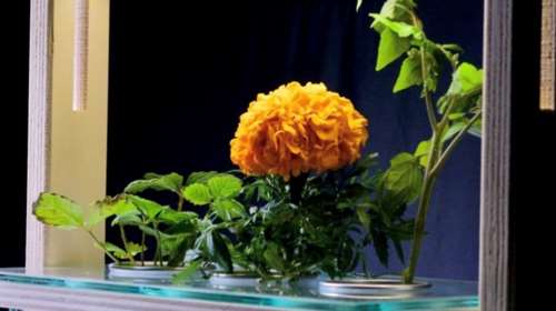 Οταν τα ντοματάκια Σαντορίνης και ο βασιλικός... φυτρώνουν στο σαλόνι - Φοβερή κατασκευή μαθητών [εικόνες]