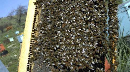 Κόρινθος: &quot;Επί δύο ώρες έβγαζαν σφήκες από πάνω μου&quot; - Τα τραγικά λεπτά του 54χρονου πριν λιποθυμήσει