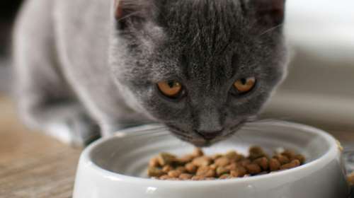 Η θερμοκρασία ανεβαίνει, πώς το κατοικίδιό μας θα ενυδατώνεται σωστά και η σημασία της μικτής σίτισης