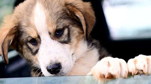 Ο Φρέντυ μόλις 2,5 μηνών - Μην τον προσπερνάτε - Ελληνικός ποιμενικός με το σχετικό εκτόπισμα