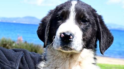 Τσάρλι: Είμαι ένα έξυπνο, καλού χαρακτήρα, με ξεχωριστή προσωπικότητα τσοπανάκι - Το είπε ο γιατρός