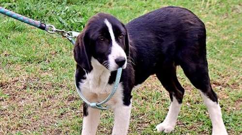 Είμαι αυτό που λέμε "σκύλος εμπιστοσύνης", γιατί είμαι εργατική και έχω έντονο το αίσθημα του καθήκοντος