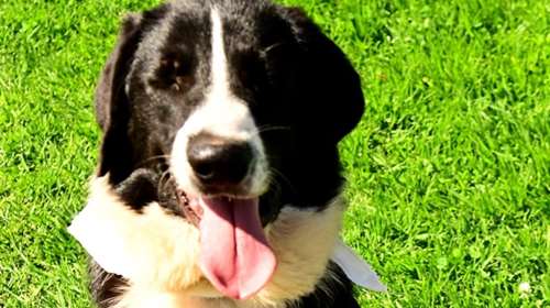 Ο Χάρης περιμένει, η αδερφούλα του υιοθετήθηκε και αυτός έμεινε πίσω