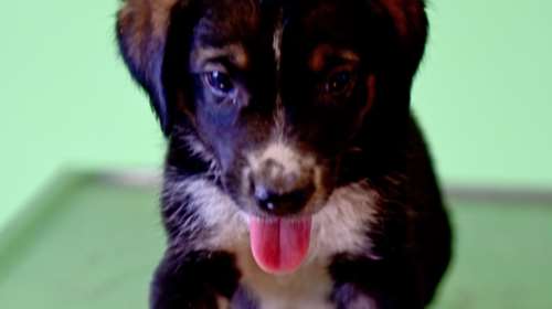 Ο Bond είναι μόλις 2 μηνών και είναι ότι πιο ελκυστικό ... σε σοβαρό ποιμενικό