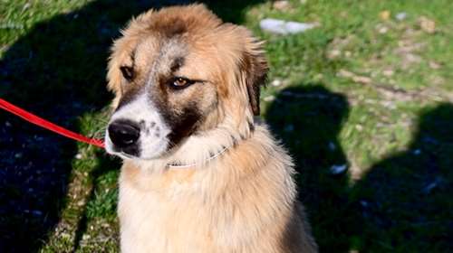 Ενας τετράποδος άγγελος: Της έκοψαν το αυτάκι με ψαλίδα και την παράτησαν στο βουνό - Αν μπορούσε να μιλήσει