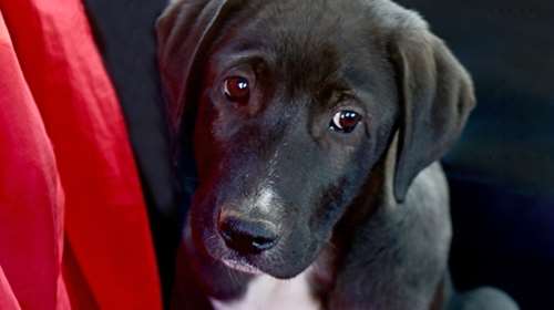 Τι ωραιότερο από το να σας κάνει ποδαρικό ένα  μωρό - Ο Αramis είναι τόσο ντροπαλός που πρέπει να τον πάρετε από το... πατουσάκι