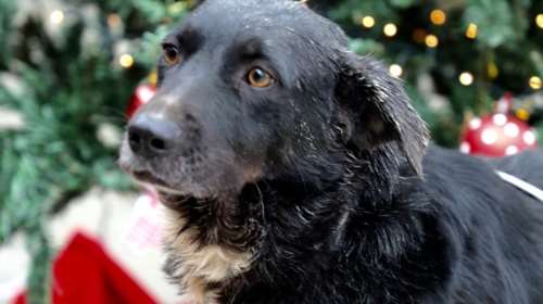 Η Αρετούλα θα αγαπήσει εσάς όσο δεν αγάπησε ποτέ κανέναν