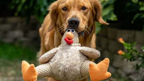 Γιατί ο σκύλος μου αγαπά τα λούτρινα ζωάκια; Συμπεριφορές που πρέπει να προσέξετε