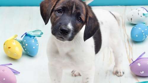 Προσοχή στην πασχαλινή διακόσμηση, τα δώρα και τα περιτυλίγματα: Κρύβουν  κινδύνους