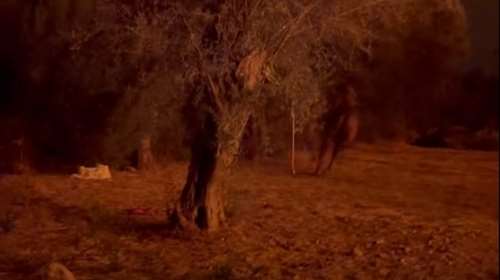 Φωτιά στη Χίο: Κινδύνευσαν άλογα στη Βολισσό - Συγκλονιστικά βίντεο από τη διάσωση