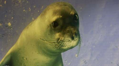 Μεσογειακή Φώκια: Ενώνουμε δυνάμεις για την προστασία της!