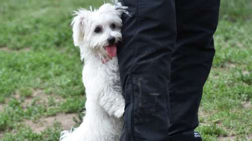 Απευαισθητοποίηση και αντιρρύθμιση: Πώς θα μετατρέψετε τα αρνητικά συναισθήματα του σκύλου σας σε θετικά