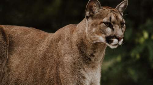 Καλιφόρνια: Μητέρα - ηρωίδα έσωσε τον 5χρονο γιο της από τα νύχια ενός λιονταριού