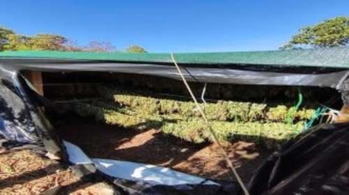 Ποσότητα - μαμούθ κάνναβης διακινούσε εγκληματική οργάνωση  σε Αττική και Αρκαδία: Πάνω από 8 εκατ. ευρώ τα κέρδη