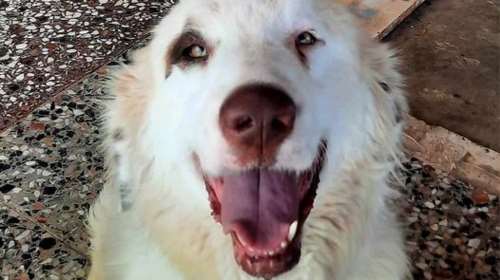 Ο Ντράνκο γλίτωσε από τη Μάνδρα αλλά 2 χρόνια τώρα είναι σε καταφύγιο- Ιδανικό συντροφάκι, υπέροχος με τα παιδιά