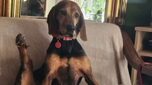 Η Ευτυχία σε μπαλετική πρόβα - Απολαμβάνει την πολυθρόνα της, το μαλακό κρεβάτι και την ασφάλεια του σπιτιού