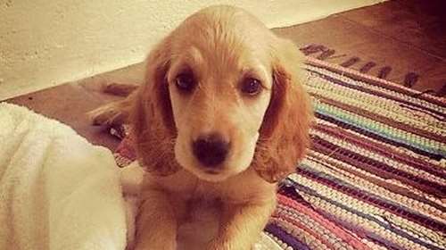 Νίκος Μουτσινάς: Ήσουν η μεγαλύτερη μου σχέση, η πιο αληθινή, υπομονετική και σημαντική - Το αντίο στον Αντούλη του