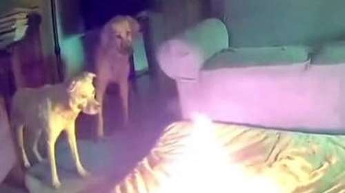 Σκύλος προκάλεσε φωτιά σε σπίτι επειδή μάσησε power bank – Βίντεο