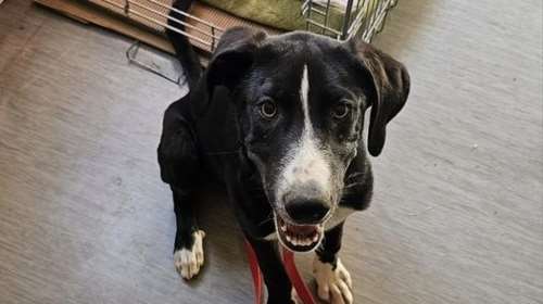 Ο Πλάτωνας είναι ένα κουτάβι λίγο φλου, και γενικά κάπως χυμένο - Θα αράξει δίπλα σου ή πάνω σου, και θα κοιμηθεί