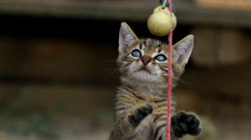 Η γάτα σας σάς σνομπάρει: Πώς να της πείτε ότι νοιάζεστε και να αλλάξετε τη διάθεσή της