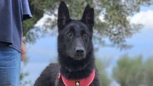 SGS: Συνεχίζουμε να ψάχνουμε την Μπέτυ - Αν τη δείτε ΜΗΝ την πλησιάσετε- Καλέστε 6936533791 - 6997133221