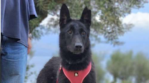 Save a Greek Stray: Χάθηκε η Μπέτυ. Κινείται Παπάγου - Χολαργό - Τι πρέπει να κάνετε αν τη δείτε