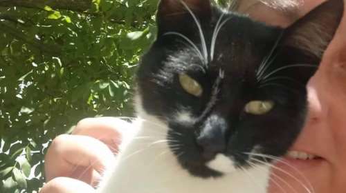 Αθώος ο 30χρονος που κλώτσησε γάτα σε ταβέρνα στην Αιδηψό: Το σκεπτικό που προκαλεί αντιδράσεις