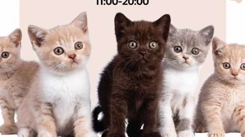 Διήμερο Υιοθεσίας Μωρών Γατιών 14 &amp; 15 Ιουνίου: Κι αν δεν μπορείς να πάρεις σπίτι ένα μωρουδομπεμπέ πήγαινε να πάρεις τα πιο όμορφα μαθήματα ζωής