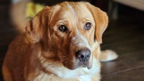 Σώστε ένα αδεσποτάκι: Η Χάιντι, από την Ηπειρο - Ζούσε στον δρόμο άπλωνε τα πατούσια της και παρακαλούσε για χάδια