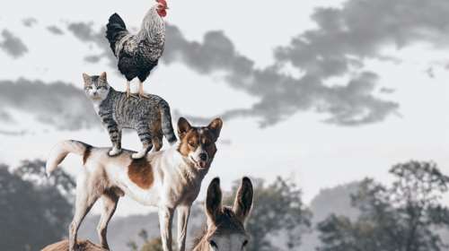 Αν αντί να μετράμε την ηλικία μας στο πόσα χρόνια ζήσαμε …τη μετρούσαμε στα πόσα πλάσματα βοηθήσαμε;