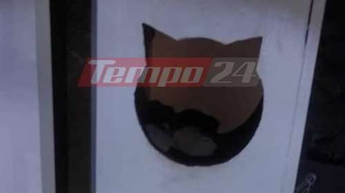 Πάτρα: Εκρυβε τα ναρκωτικά στο... τριώροφο γατόσπιτο