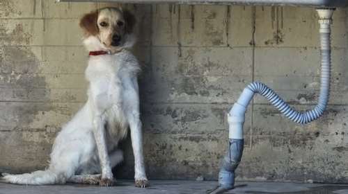 Η Φάντα όλο τον προαυλισμό της τον έβγαλε κάτω από την βρύση: Κοιτάει από απόσταση και προσπαθεί να καταλάβει