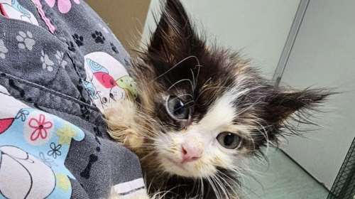 Σώστε ένα αδεσποτάκι: Η Μάντεϊ, σαν να ξύπνησε Δευτέρα πριν την ώρα της μετά από ΣΚ με τύπους που δεν γούσταρε