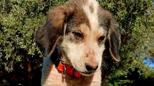 Ο θλιμμένος Κέβιν ζωντάνεψε και μεταμορφώθηκε σε ένα πανέμορφο καλόκαρδο κουτάβι