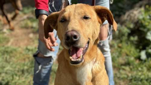 Αυτός είναι ο Βίκτωρας: Τον είχαν απειλήσει με φόλες - Αδίστακτοι είχαν προσπαθήσει ακόμη και να τον απομακρύνουν με τη βία