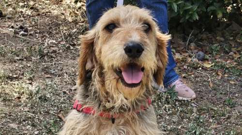 Κριστιάνο: Πραγματικά δεν υπάρχει κανένας λόγος ένα τέτοιο σκυλί να βρίσκεται σε ένα καταφύγιο και όχι σε ένα σπίτι