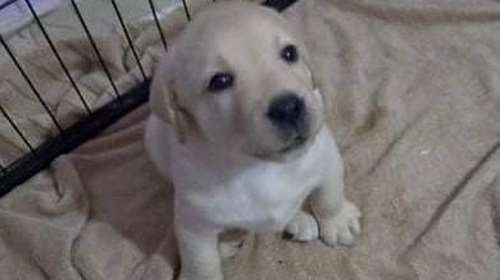 Μεγάρου Μαξίμου: Το πρωθυπουργικό γραφείο υιοθέτησε σκύλο που θα γίνει οδηγός τυφλού