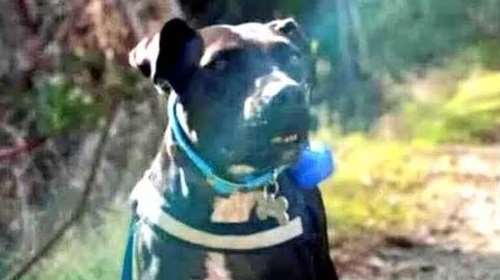 &quot;Τρίτη ημέρα που ψάχνουμε τη Μάτα&quot;: Μπορείτε να βοηθήσετε να βρεθεί η σκυλίτσα που χάθηκε στον Βύρωνα;