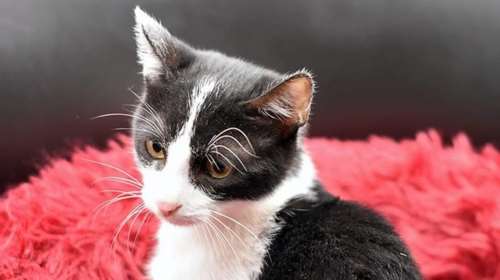 Το παρελθόν του Σίλα είναι σκοτεινό: Μόλις 4 μηνών έσερνε τα δύο πίσω πόδια και προσπαθούσε να διασχίσει τον δρόμο