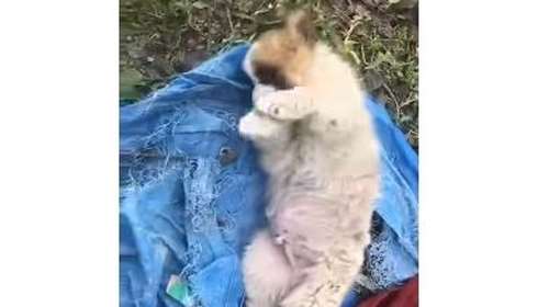 Ενα αρκουδένιο μωρό μας έχει ανάγκη