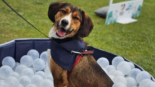 Σώστε ένα αδεσποτάκι: Ο Τόμπι - Λες και η ζωή είναι ένα αιώνιο σαββατοκύριακο