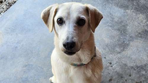 Η Πανδώρα: Κουτάβι ετών... έντεκα