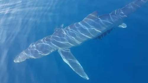 Καρχαρίες κάνουν &quot;βόλτες&quot;  σε Κέρκυρα, Χαλκιδική και Μεσσηνία: Γιατί εμφανίζονται κοντά στις ακτές