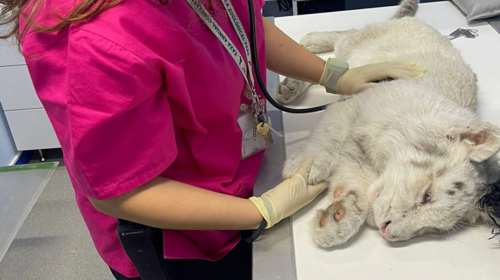 Αττικό Πάρκο: Έγινε ευθανασία τελικά στη Χασίγια - Το άτυχο λευκό τιγράκι που βρέθηκε στα σκουπίδια