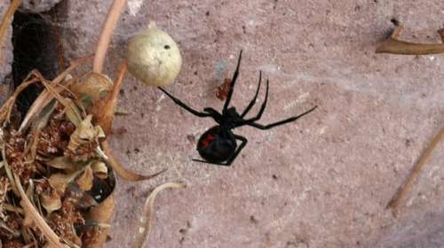 Νέο περιστατικό με αράχνη &quot;μαύρη χήρα&quot;: Δάγκωσε 36χρονο σε χωριό της Αχαϊας - Μεταφέρθηκε στο νοσοκομείο