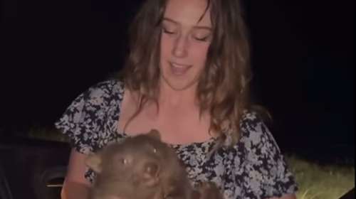 Εξοργισμένοι οι Αυστραλοί με Αμερικανίδα ινφλουένσερ - Άρπαξε μικρό γουόμπατ από τη μαμά του και άρχισε να τρέχει [βίντεο]